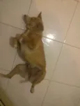 Chiquinha 