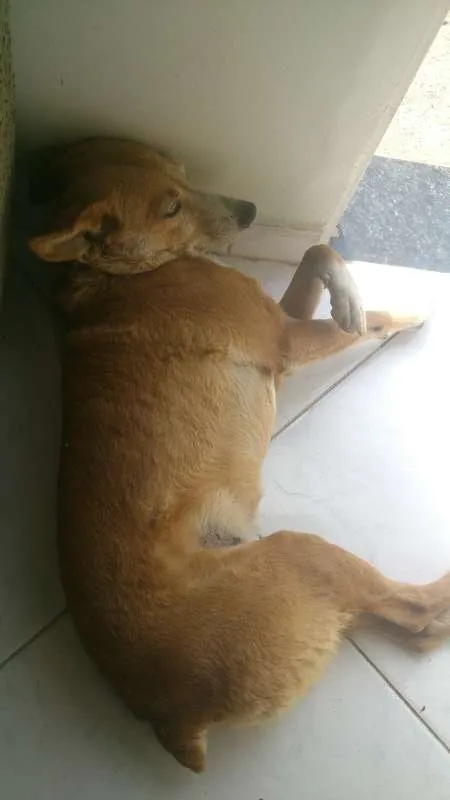 Cachorro ra a Indefinida  idade 5 anos nome Chiquinha 