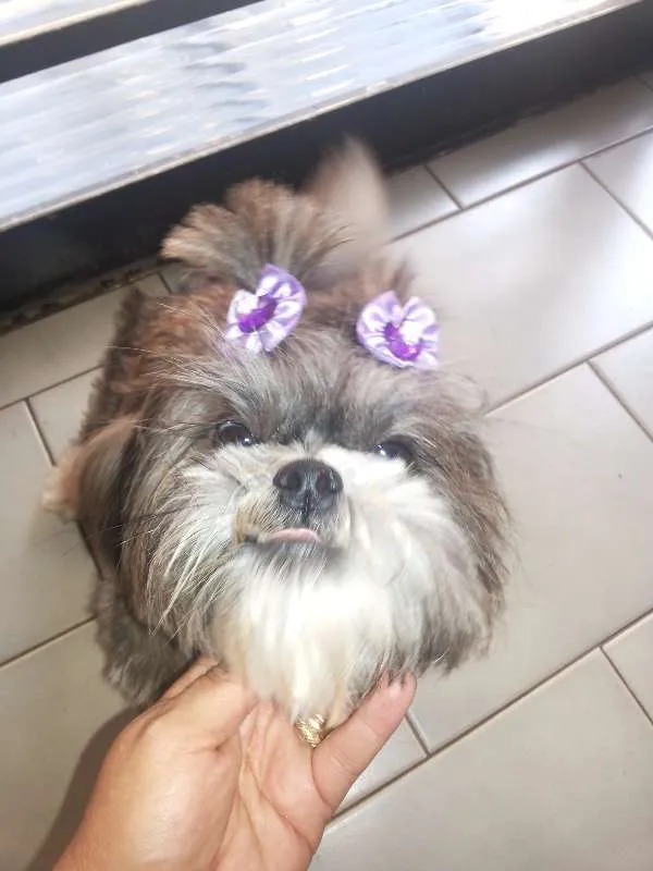 Cachorro ra a Shitzu idade 4 anos nome lola GRATIFICA