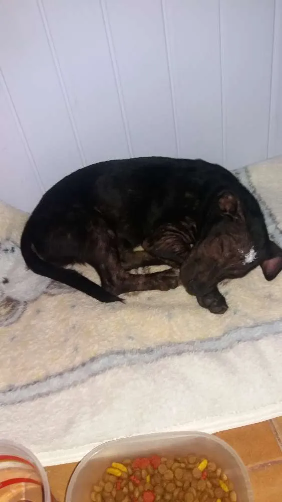 Cachorro ra a Nao identificada  idade 7 a 11 meses nome Não tem nome 