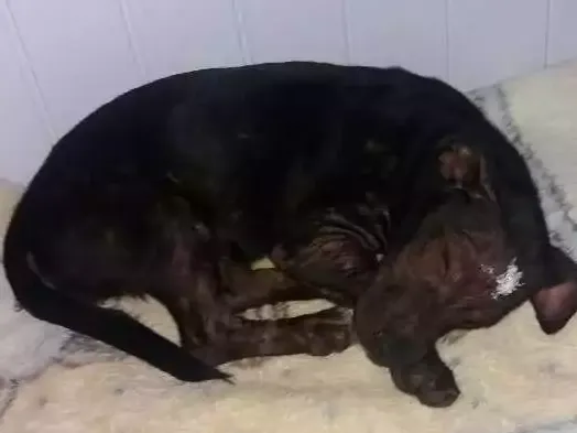 Cachorro ra a Nao identificada  idade 7 a 11 meses nome Não tem nome 