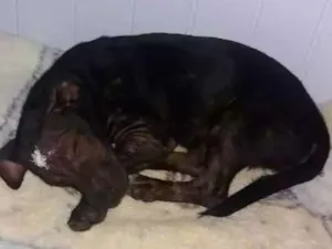 Cachorro raça Nao identificada  idade 7 a 11 meses nome Não tem nome 