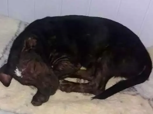 Cachorro ra a Nao identificada  idade 7 a 11 meses nome Não tem nome 