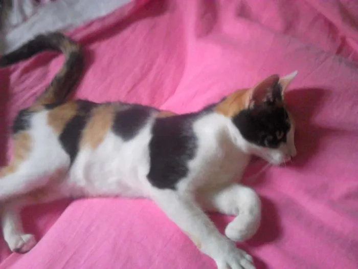 Gato ra a  idade 7 a 11 meses nome Amora