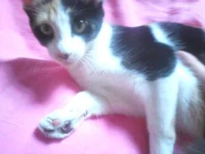 Gato raça  idade 7 a 11 meses nome Amora