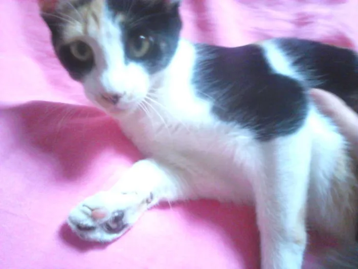 Gato ra a  idade 7 a 11 meses nome Amora
