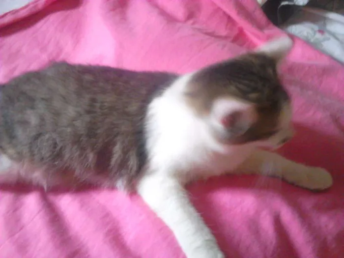 Gato ra a  idade 2 a 6 meses nome Margô