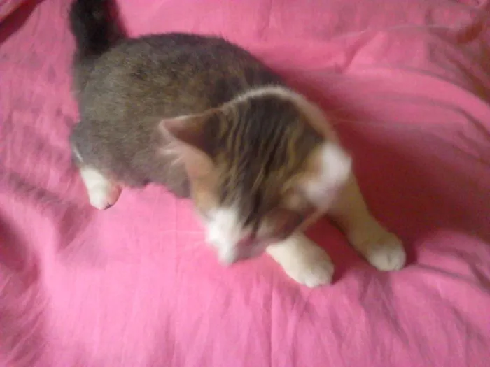 Gato ra a  idade 2 a 6 meses nome Margô