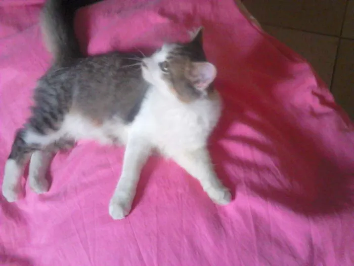 Gato ra a  idade 2 a 6 meses nome Margô