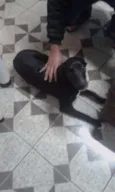 Cachorro raça Vira lata idade 1 ano nome July