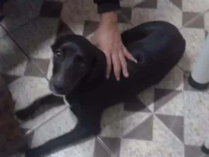 Cachorro raça Vira lata idade 1 ano nome July