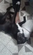 Cachorro raça Vira lata idade 1 ano nome July