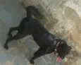 Duque