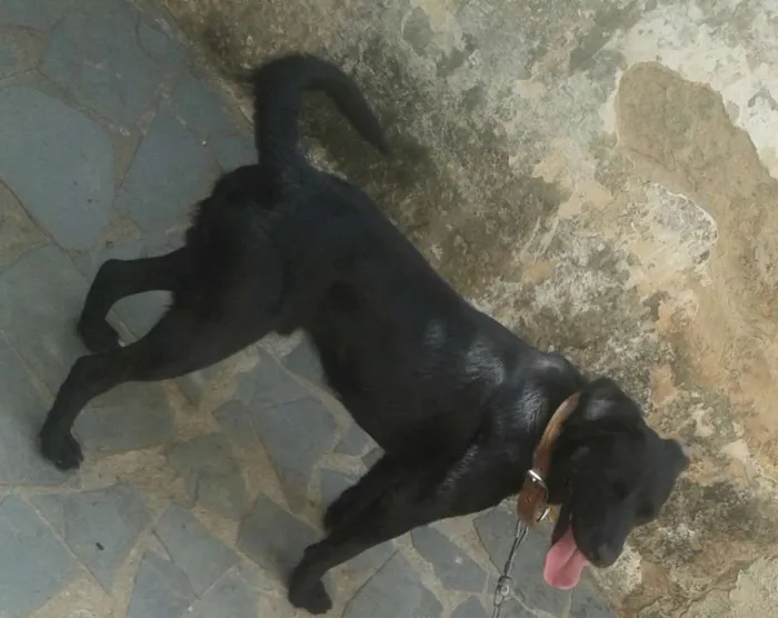 Cachorro raça Vira-Lata idade 1 ano nome Duque