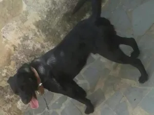 Cachorro raça Vira-Lata idade 1 ano nome Duque