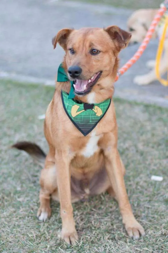 Cachorro ra a Sem raça definida idade 2 anos nome Toby