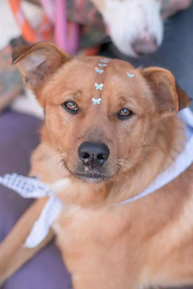 Cachorro ra a Sem raça definida idade 2 anos nome Toby