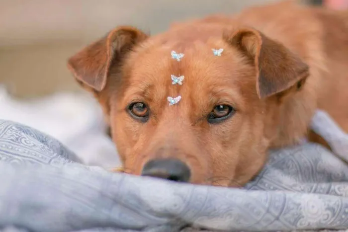 Cachorro ra a Sem raça definida idade 2 anos nome Toby