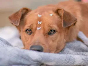 Cachorro raça Sem raça definida idade 2 anos nome Toby