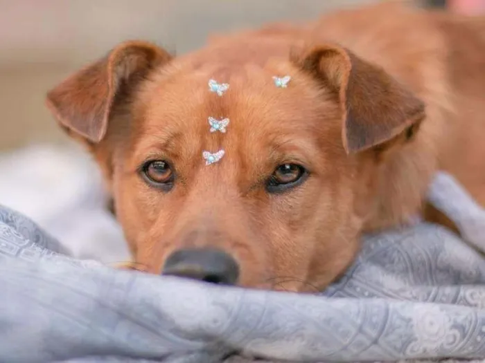 Cachorro ra a Sem raça definida idade 2 anos nome Toby