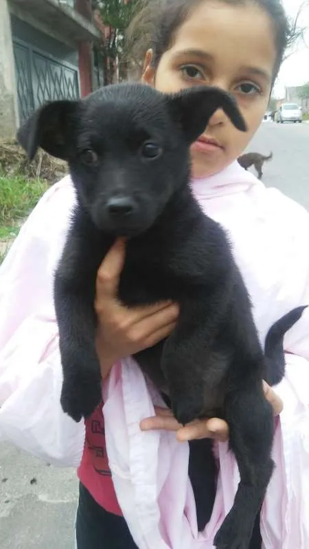 Cachorro ra a SDR idade 2 a 6 meses nome BRENDA