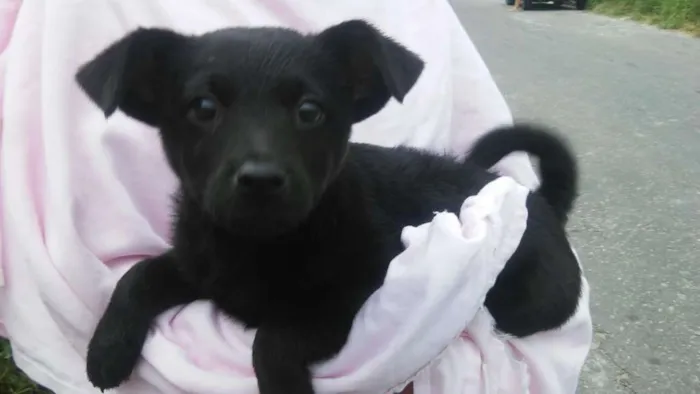 Cachorro ra a SDR idade 2 a 6 meses nome BRENDA