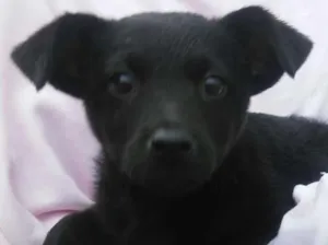 Cachorro raça SDR idade 2 a 6 meses nome BRENDA