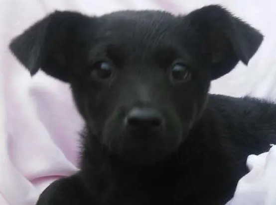 Cachorro ra a SDR idade 2 a 6 meses nome BRENDA