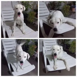 Cachorro raça Nao definida idade 2 anos nome Branco