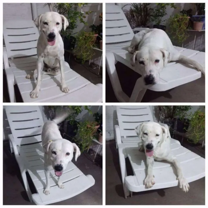 Cachorro ra a Nao definida idade 2 anos nome Branco