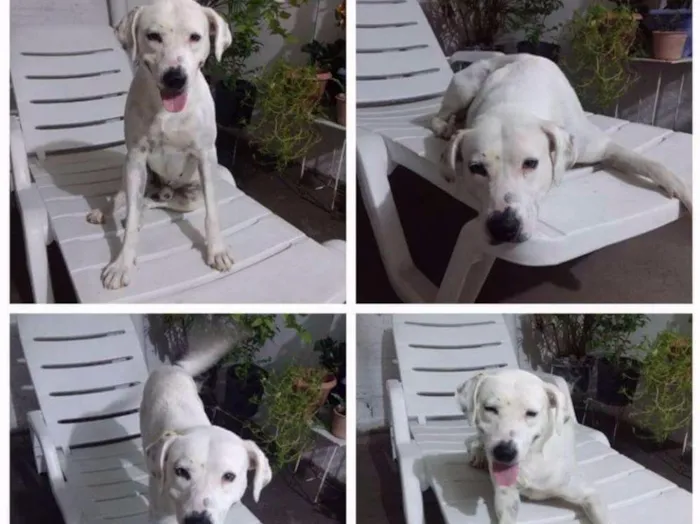 Cachorro ra a Nao definida idade 2 anos nome Branco