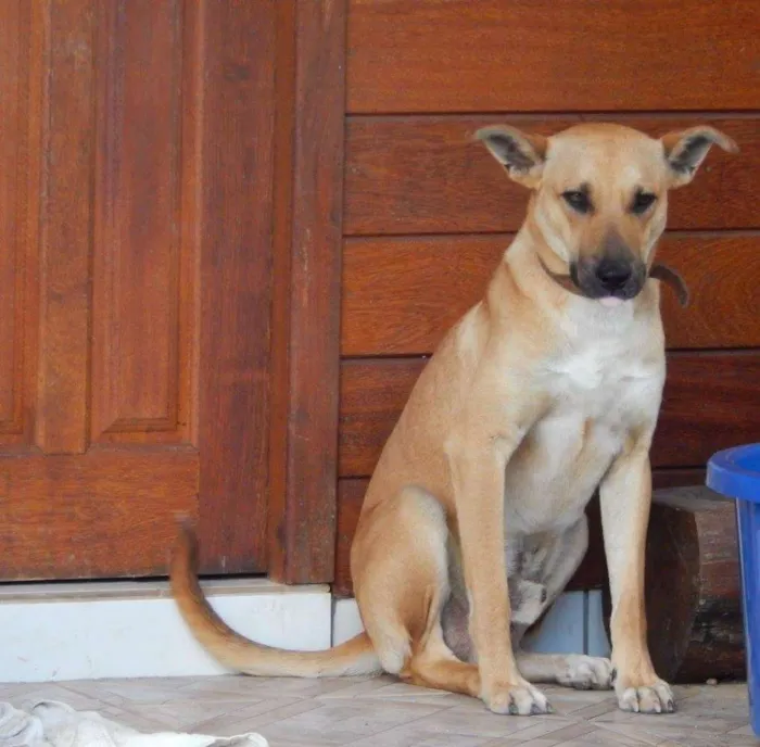 Cachorro ra a Sem raça definida idade 1 ano nome Afonso