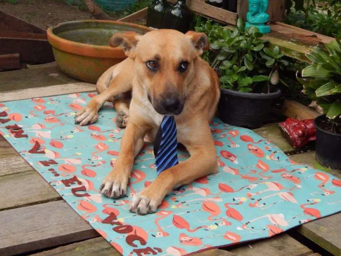 Cachorro ra a Sem raça definida idade 1 ano nome Afonso