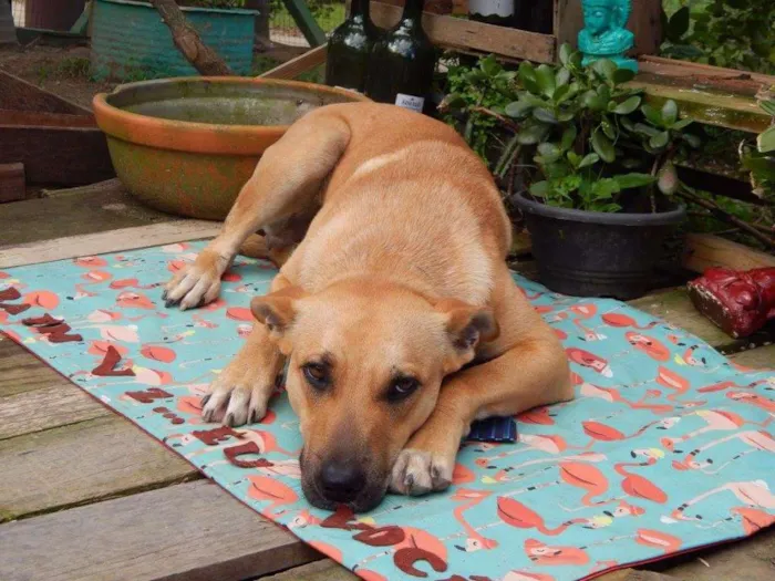 Cachorro ra a Sem raça definida idade 1 ano nome Afonso