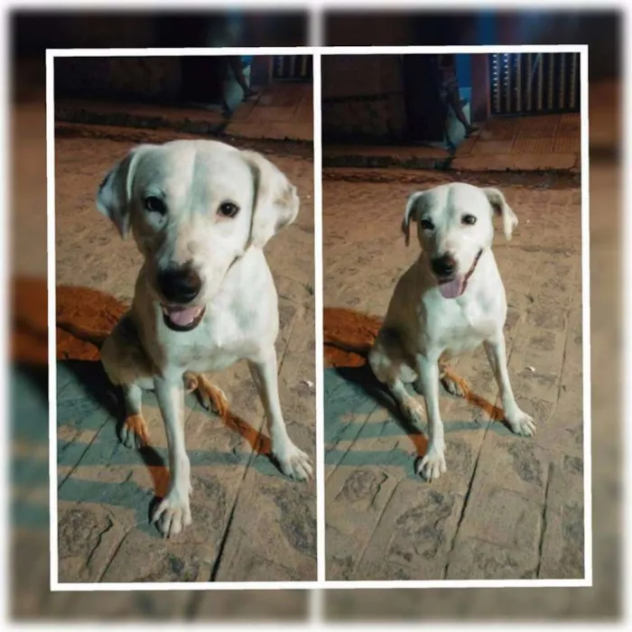 Cachorro ra a Nao definida idade 2 anos nome Branco