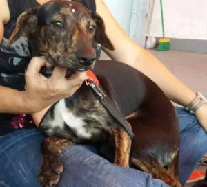 Cachorro raça Sem raça definida idade 7 a 11 meses nome Rajadinho