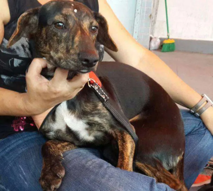 Cachorro ra a Sem raça definida idade 7 a 11 meses nome Rajadinho