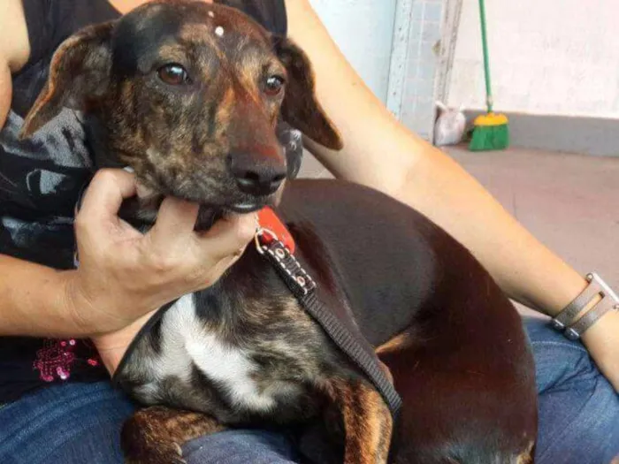 Cachorro ra a Sem raça definida idade 7 a 11 meses nome Rajadinho