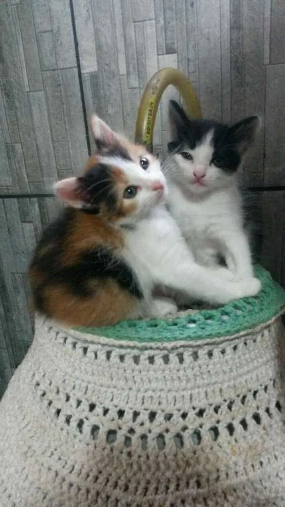 Gato ra a 2 gatinhas idade 2 a 6 meses nome 2 