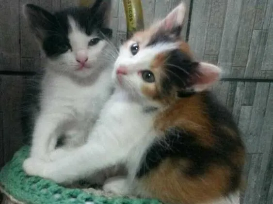 Gato ra a 2 gatinhas idade 2 a 6 meses nome 2 