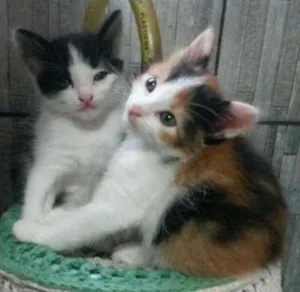 Gato raça 2 gatinhas idade 2 a 6 meses nome 2 