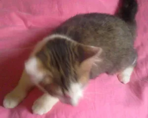 Gato raça  idade 2 a 6 meses nome Margô