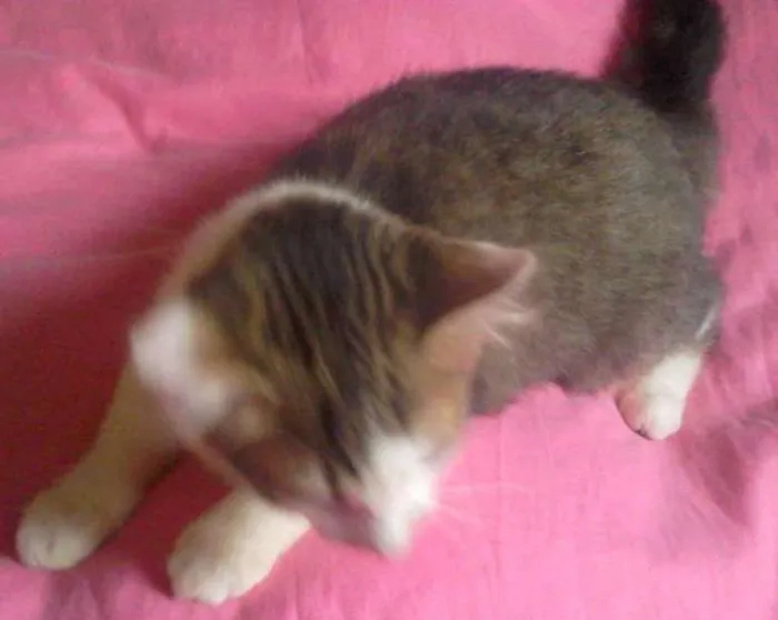Gato ra a  idade 2 a 6 meses nome Margô