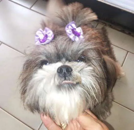 Cachorro ra a Shitzu idade 4 anos nome lola GRATIFICA