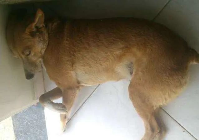 Cachorro ra a Indefinida  idade 5 anos nome Chiquinha 