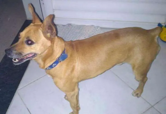 Cachorro ra a Indefinida  idade 5 anos nome Fredy 