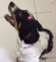 Snoopa
