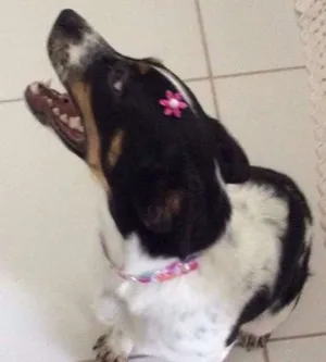 Cachorro raça RND idade 7 a 11 meses nome Snoopa
