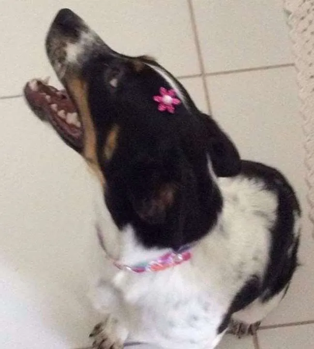 Cachorro ra a RND idade 7 a 11 meses nome Snoopa