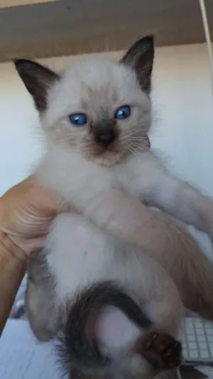 Gato raça SRD idade Abaixo de 2 meses nome  Ares